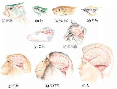 人的大脑为什么不长在胸腔里,或者说大多动物大脑都在头部,为什么