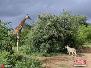 长颈鹿遭狮群围猎 殊死抵抗4小时成功逃脱 