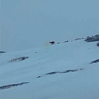 5000米雪山上的狗狗,瘦弱不堪满身雪渣,为取暖,钻到登山者怀里 主人 