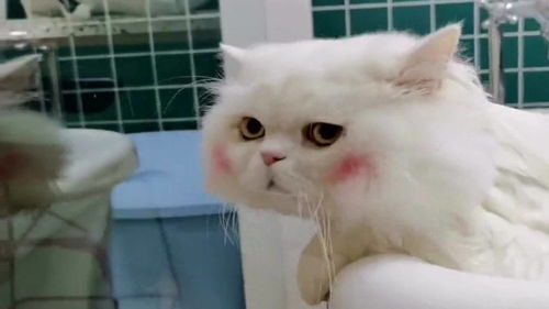 宠物店洗澡 猫 真舒服 家里洗澡 猫 杀猫了 
