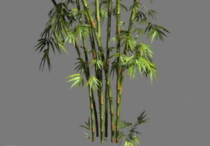 水养竹子加多少水？
