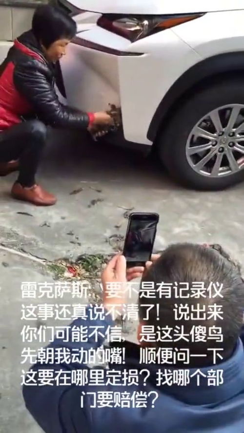 车把土鸡给撞死了,这碰瓷碰得,该上哪说理去 