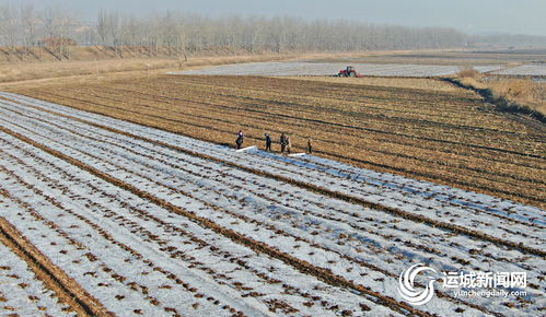 旱作果园如何保墒,旱地麦田地膜覆盖蓄水保墒技术需把握哪些要点
