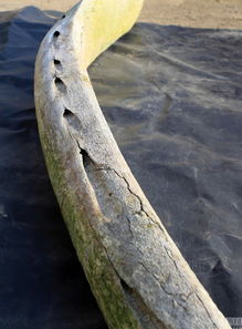 浙江一渔民珍藏一根巨型 鱼刺 长近三米 