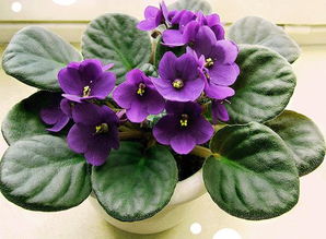 紫罗兰好养吗,养紫色叶子的花卉好不好，如紫罗兰？