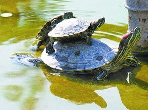 巴西红耳龟怎么分公母