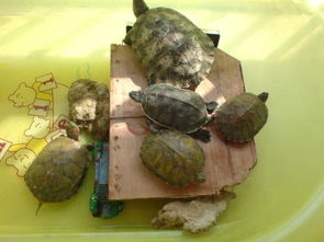 巴西龟和草龟哪个销量好？