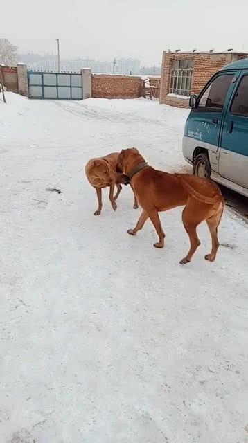 狗子们在开心的玩雪 