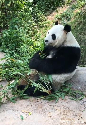 近距离拍大熊猫吃竹子,熊猫 能不能让我安静的吃一会儿竹子