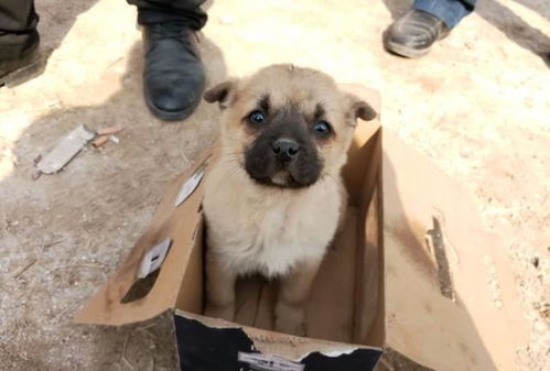 中华田园犬 有一种狗狗,是由奶奶养大的