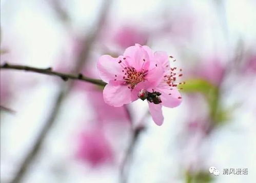 诗词 三月,风暖了,桃花开了,蜂蝶闻着香赶来了