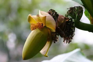 香蕉花是什么颜色的,绿皮蕉开花寓意？