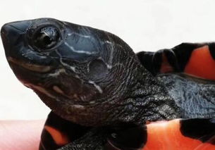 濒危物种黑颈龟苗价格多少钱一只 养殖方法包括哪些