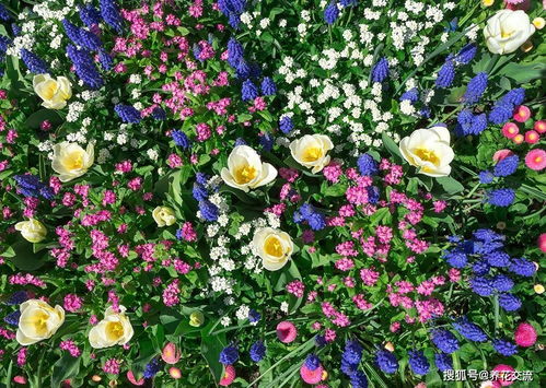 7种常见的 迎春花 ,立春过后就准备灿烂开花