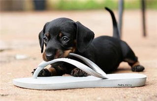 小狗为什么老会咬拖鞋 