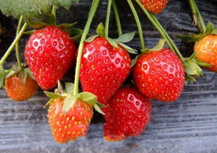 草莓的种植方法,草莓的种植方法