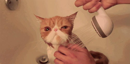 怎样科学地给猫洗澡 多久洗一次