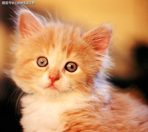 史上最可爱的猫咪图片，摩羯座小猫图片(摩羯可爱的吓人)