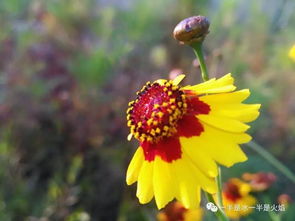 散文 一指流年处,心安花自香