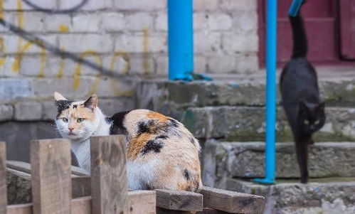 美食广场的流浪猫,自学多种技能,只为讨口饭