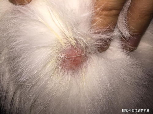 猫咪生病了怎么办 这几种疾病在家治疗比去宠物医院靠谱