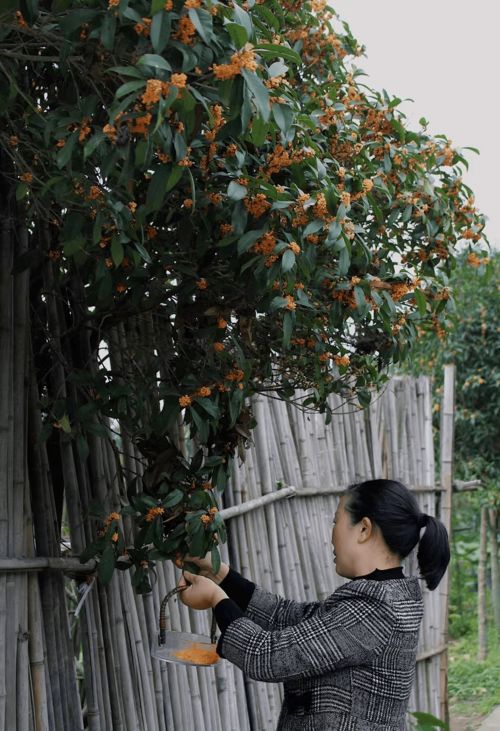 妈妈就在院门口(妈妈突然出现在门口)