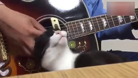 主人在弹吉他的时候 猫咪总喜欢蹭他的手 磨人的小妖精呀 
