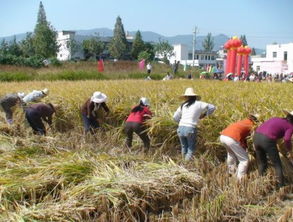 农村土地大量荒废,我国农业从先进变成落后,主要原因有4点