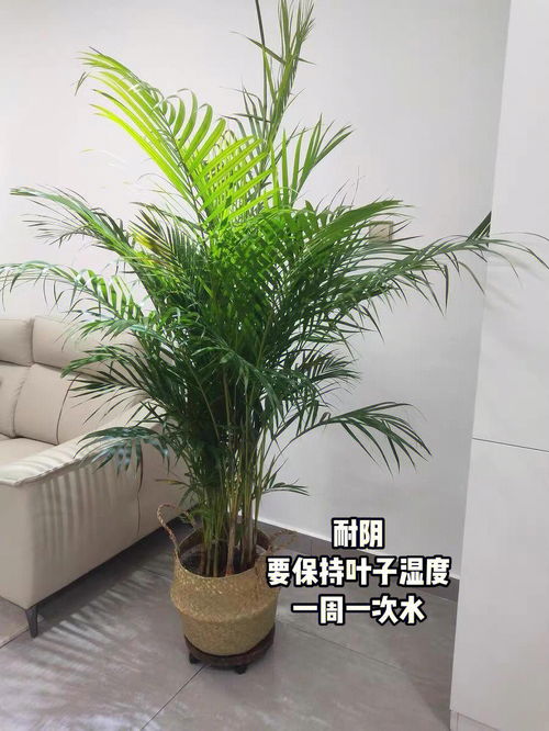 客厅绿植排名前十名大型喜阴(客厅喜阴植物选什么好)