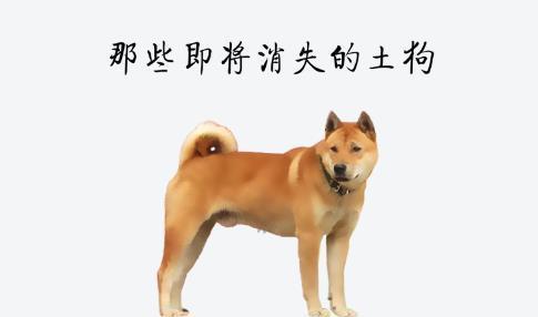 真正的中华田园犬长什么样 一组100年前的珍贵影像告诉你答案