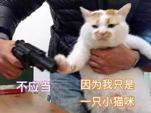 上海小区禁喂流浪猫,称污染环境,饿着还可以捕老鼠 