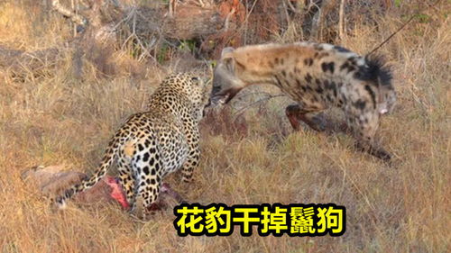 彪悍花豹干翻鬣狗并将其吃掉,难得一见的野生动物搏斗场面 