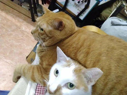 两猫躺沙发上,橘猫非得压在另一猫身上,那表情亮了 