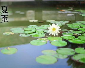 今日节气丨夏至,这些你不知道的6个冷知识