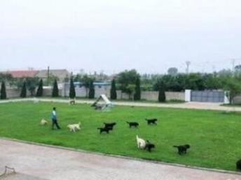 图 北京市通州区宠物寄养托运中心 寄养20元长期送训练 北京宠物服务 