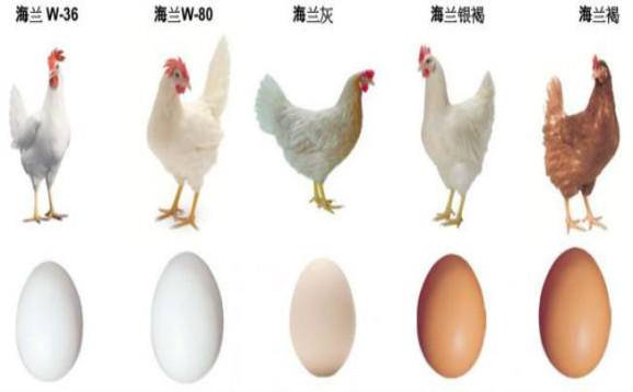 为什么母鸡不需要公鸡就能下蛋 公鸡存在的意义是什么