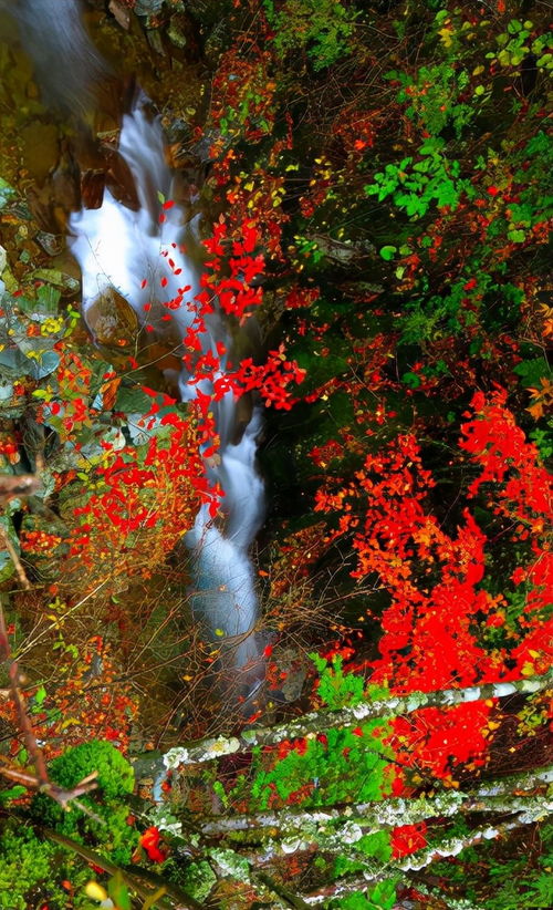 古诗山行的诗意,十二首有关山行的诗词,欣赏山中美丽的秋色