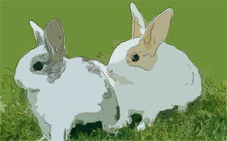 75年属兔人在鼠年的感情姻缘,运势有什么起色