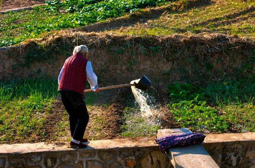 粪水浇地罚款5万 专家 粪水可能对土地和农作物产生负面影响,建议严罚