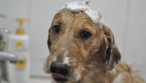 给狗狗洗澡时,狗主人一定要注意这些问题,才能使狗狗安稳的洗澡