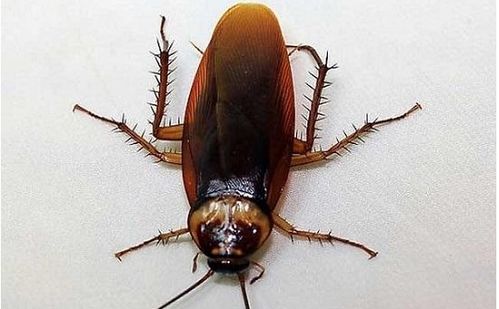 蟑螂吃蚂蚁吗 