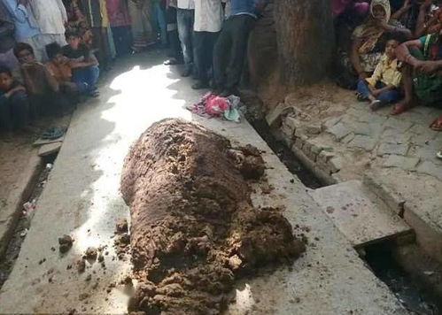 印度女子被毒蛇咬,丈夫弄来100斤牛粪解毒,70多分钟后停止呼吸
