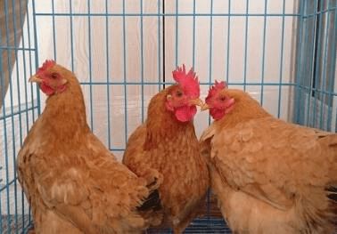 鸡传染性腺胃炎病因有哪些