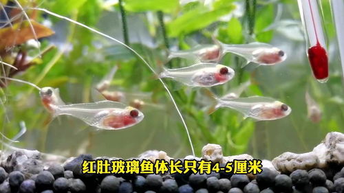 红肚玻璃鱼,全身透明,还能看到肚子里鱼卵的鱼,你见过吗 