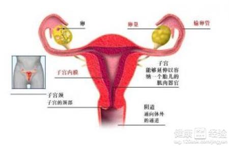 左侧卵巢囊肿怎么办