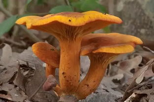 17种可致命的常见毒蘑菇 10大致命毒蘑菇排行榜图片