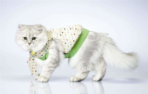 猫咪到底需要穿衣服吗 是为了御寒,还只是为了好看