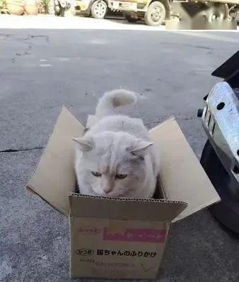 男子纸箱被猫占,直接把猫带回家 进了箱子就是我的猫