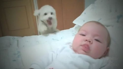 妈妈把小宝宝放在床上,接着小狗狗的表现太暖心啦,好有爱的画面 