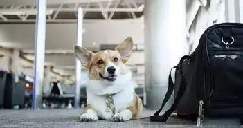 乘坐飞机可以携带宠物吗(座飞机能带宠物吗)